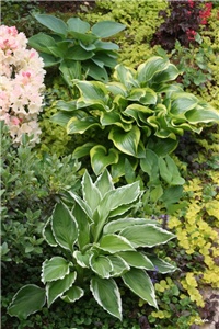 3e89a794-IMG_7124 hoste.jpg